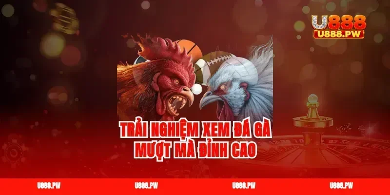 Trải nghiệm xem đá gà mượt mà đỉnh cao