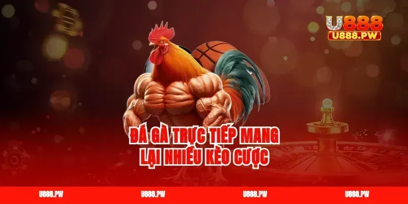Đá gà trực tiếp mang lại nhiều kèo cược