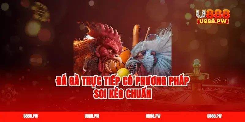 Đá gà trực tiếp có phương pháp soi kèo chuẩn
