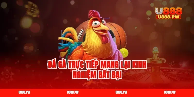Đá gà trực tiếp mang lại kinh nghiệm bất bại