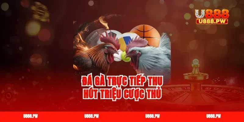 Đá gà trực tiếp thu hút triệu cược thủ
